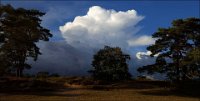 216 - VIEW DUNES OF SOEST - LIMBERG HUIB - netherlands <div